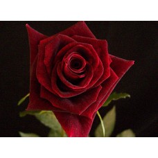 Roses - Black Beauty
